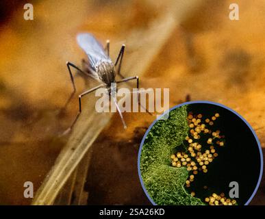 Un'immagine in primo piano che è un micrografo elettronico di trasmissione che mostra particelle del virus del Nilo occidentale colorate di giallo all'interno di una cellula infetta verde, e una foto di una zanzara Culex. Le zanzare Culex sono i principali vettori associati alla trasmissione del virus del Nilo occidentale WNV. Credito: NIAID. Culex Mosquito e West Nile virus 016931 057 Foto Stock