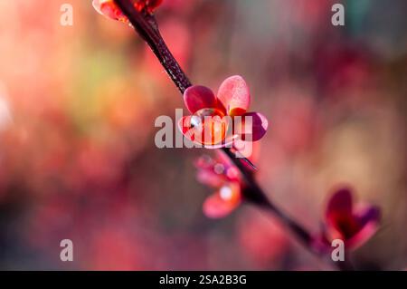 Una scintillante goccia d'acqua si aggancia a un vivace fiore rosa, il suo riflesso risplende su uno sfondo sfocato di sfumature autunnali. Foto Stock