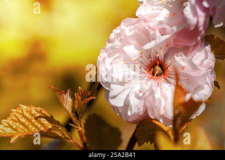 Vista ravvicinata di delicati fiori rosa chiaro in piena fioritura, su uno sfondo giallo-oro caldo e sfocato. Foto Stock