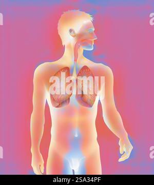 Tratto respiratorio, disegno tratto respiratorio, disegno 016889 016 Foto Stock