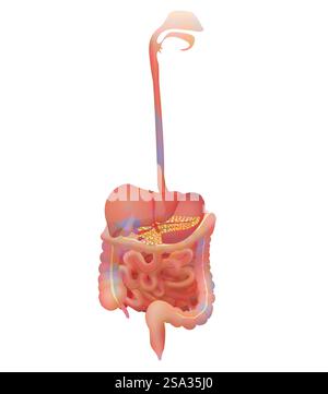 Apparato digerente apparato digerente 016889 058 Foto Stock