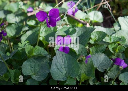 Piccolo fiore viola primo piano, macro Foto Stock