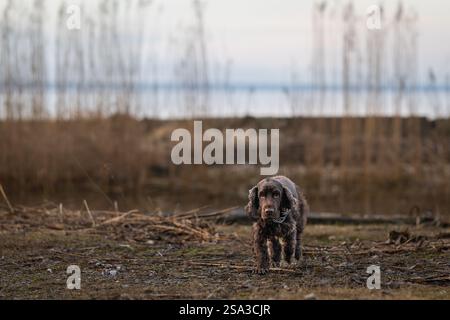 Cocker Spaniel marrone cioccolato che corre sul molo del porto. Brown Cocker Spaniel dog che guarda la telecamera. Foto Stock