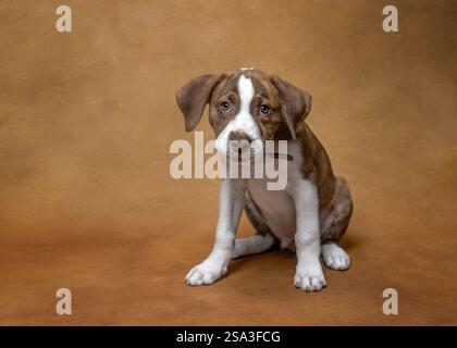 Cucciolo marrone e bianco con orecchie lunghe Foto Stock