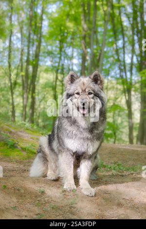 Un simpatico cane Eurasier (tipo Spitz), con una lingua maculata rosa e blu, curiosamente seduto in una foresta di faggi con giovani foglie verdi fresche in primavera Foto Stock