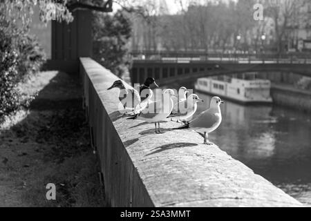 Gruppo di uccelli che riposano in cima al muro intorno alla Senna a Parigi, in Francia. Foto Stock