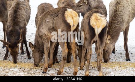 Le femmine, i wapiti o i cervi senza corna o palchi mangiano grano in una radura coperta di neve in una giornata invernale di sole. Foto Stock