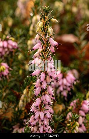 Ravvicinato naturale di piante in fiore ritratto della graziosa Erica x Darleyensis "Archie Graham". attenzione, bello, fiorito, arrossato, audace, Foto Stock