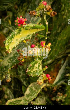 Ritratto naturale delle piante ravvicinate dell'intrigante Opuntia monacantha var variegata, variegato Joseph's Coat, variegato Eltham Indian Fig. Legittimo Foto Stock