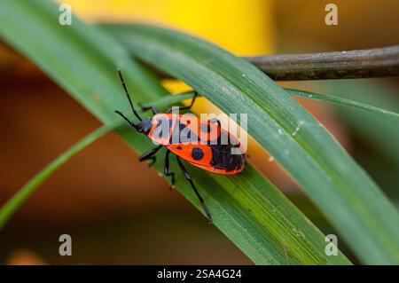Il cimice nero simile Pyrrhocoris apterus, famiglia - Pyrrhocoridae strizza sul terreno. Insetti innocui. Foto Stock