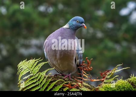 Piccione di legno comune (Columba palumbus) arroccato su un ceppo di albero con felce nella foresta Foto Stock