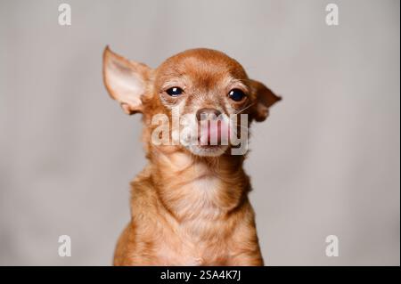 Ritratto del Mini Toy Terrier seduto a casa e senza il suo proprietario, primo piano. Concetto di un animale domestico che si adatta a nuove condizioni, in attesa del proprietario, purtroppo Foto Stock