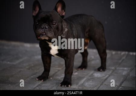 Il ritratto di un triste bulldog nero francese si erge fuori e si guarda in giro, aspettando il suo proprietario, annoiato. Concetto di vita animale domestico. Il cane aspetta pazientemente Foto Stock