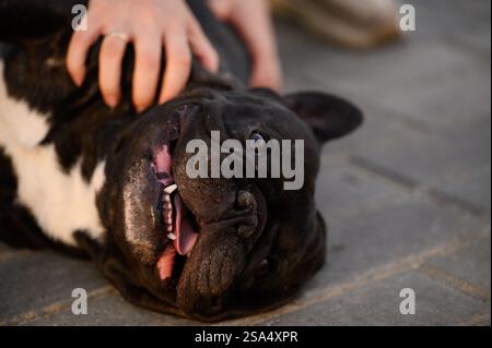 Un grazioso bulldog francese nero giace sulle lastre durante una passeggiata nel cortile, il proprietario accarezza il suo amato cane da compagnia con la mano, primo piano. Concetto di cura degli animali domestici, Foto Stock