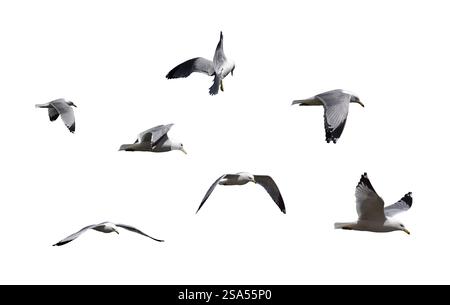 Gruppo di gabbiani uccelli che volano isolata ritaglio su bianco Foto Stock