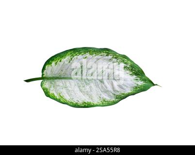 Singola foglia di una pianta tropicale Dieffenbachia o fessura isolata canna stupida, verde con bianco al centro Foto Stock