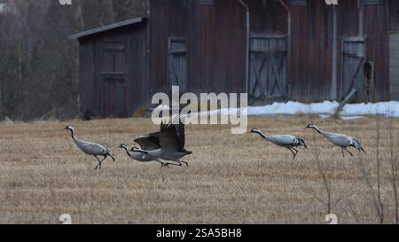 Un gruppo di gru (uccelli gru) che decollano da un campo falciato con un vecchio fienile rosso svedese sullo sfondo. Uccelli estivi in Svezia, Europa. Foto Stock