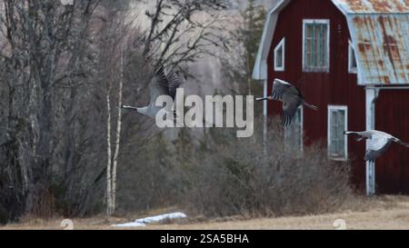 Tre gru (uccelli gru) che volano sopra un campo falciato con una tradizionale vecchia casa rossa svedese sullo sfondo. Uccelli estivi in Svezia, Europa. Foto Stock