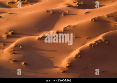 Motivi di ombre e luci alla luce del mattino su dune e cespugli nella sabbia arancione, Sesriem, Sossusvlei, Dune 45, Namibia, Africa. Foto Stock