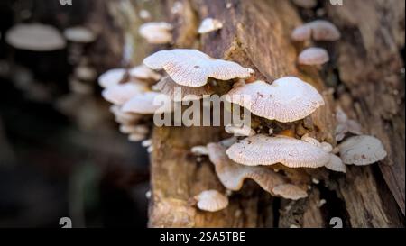Funghi che crescono su un vecchio ceppo nella foresta. Profondità di campo ridotta, macro Foto Stock
