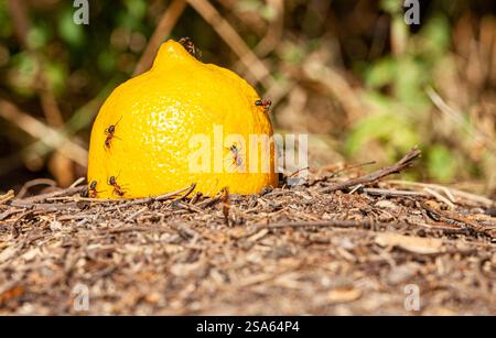 Foto macro di un gruppo di formiche che mangiavano da un limone caduto sulla loro colonia di formiche chiamata "un angulla". Le formiche sono fotografate macro e sono molto Foto Stock