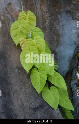 Heartleaf Philodendron Cordatum Lemon Lime Foto Stock