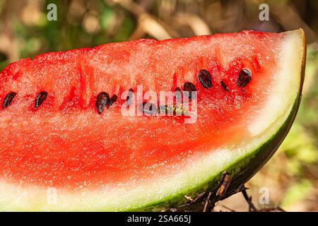 Layout creativo sfondo realizzato con foto ravvicinata di anguria rossa con insetti o api seduti Foto Stock