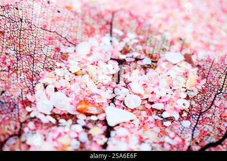 Minuscole conchiglie rosa e pezzo di corallo. Sabbia rosa sulla spiaggia di Barbuda isola dei Caraibi di minuscole conchiglie rosa Foto Stock
