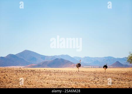 Coppia di struzzi che cammina contro il bellissimo paesaggio delle montagne di Tiras nel deserto del Namib in Namibia Foto Stock