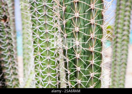 Primo piano della consistenza del cactus Foto Stock