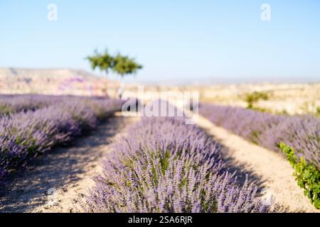 Paesaggio di campi di lavanda in Cappadocia Turchia Foto Stock