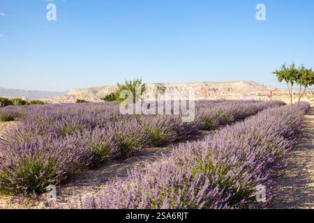 Paesaggio di campi di lavanda in Cappadocia Turchia Foto Stock