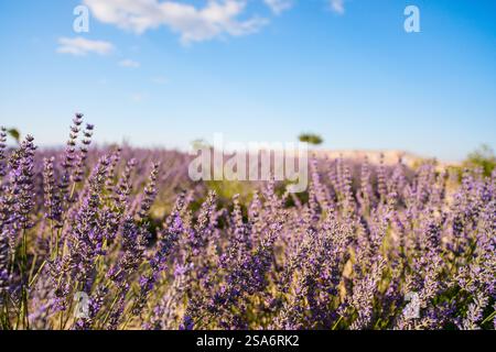 Paesaggio di campi di lavanda in Cappadocia Turchia Foto Stock