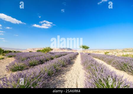 Paesaggio di campi di lavanda in Cappadocia Turchia Foto Stock