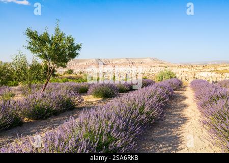 Paesaggio di campi di lavanda in Cappadocia Turchia Foto Stock