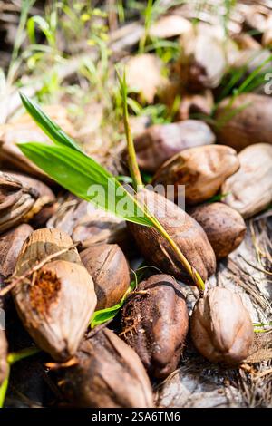 Molte noci di cocco con germogli verdi freschi Foto Stock