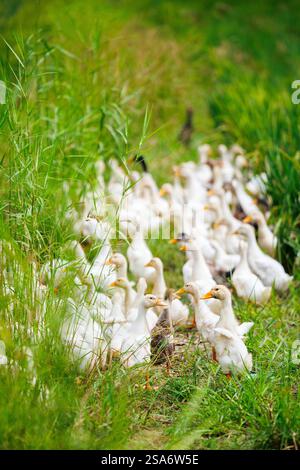 Gregge di anatre tra i campi di riso nella campagna vietnamita Foto Stock