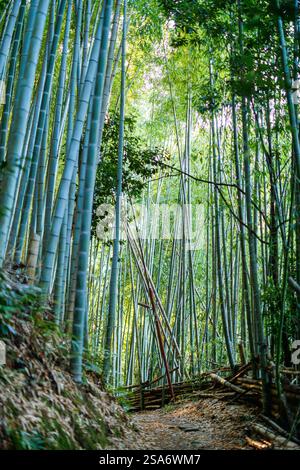 Foresta di bambù al mattino presto a Kyoto in Giappone Foto Stock