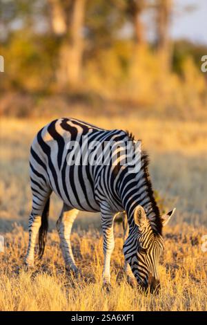 Una zebra che pascolava sull'erba secca sotto una luce calda e dorata, con le sue iconiche strisce bianche e nere che contrastano con lo sfondo naturale della savana. Foto Stock