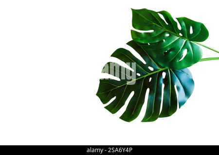 Bellissime foglie verdi di Monstera isolate su uno sfondo bianco con percorso di ritaglio. Foto Stock