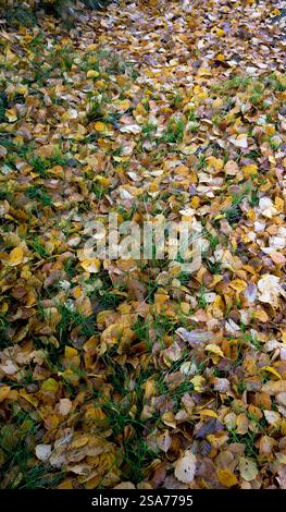 Foglie gialle cadute a terra in autunno in verticale Foto Stock