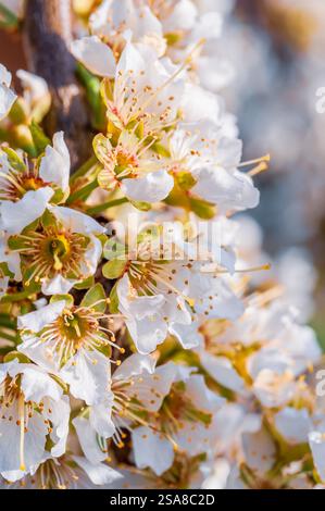 Vista ravvicinata delle delicate prugne bianche in fiore su un ramo, bagnate dalla luce del sole. Foto Stock