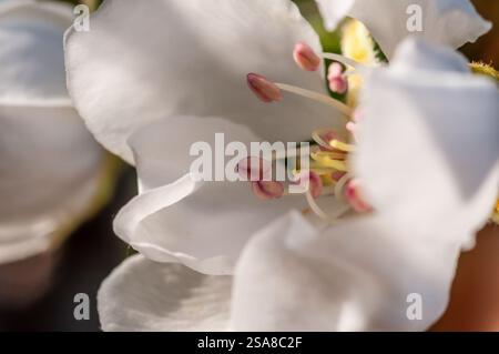 Primo piano di un delicato fiore bianco, che rivela dettagli intricati dei suoi pistole e stami. Foto Stock