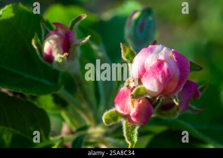 I fiori di mele rosa iniziano ad aprirsi, mostrando segni di petali bianchi contro il fogliame verde. Foto Stock