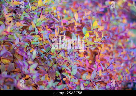 Foglie vivaci in varie sfumature di viola, giallo e arancione creano uno straordinario spettacolo autunnale. Foto Stock