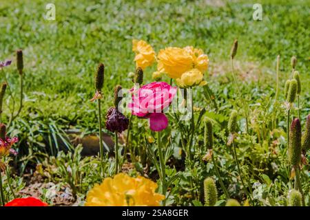 Questo è un giardino di fiori. E' il posto migliore per vedere ogni fiore da tutto il mondo. Tutta la bellezza del mondo è qui nella stagione primaverile Foto Stock