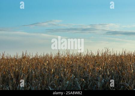 Un vasto campo di mais si estende verso l'orizzonte sotto un cielo azzurro e cristallino, catturando la tranquillità e l'abbondanza della natura alla luce del tardo pomeriggio. Foto Stock