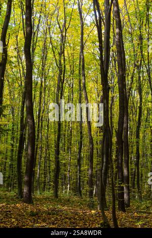 Alti alberi circondano l'area, mostrando una splendida gamma di foglie verdi e gialle sotto un cielo limpido. La bellezza della natura è evidenziata in questa pace Foto Stock