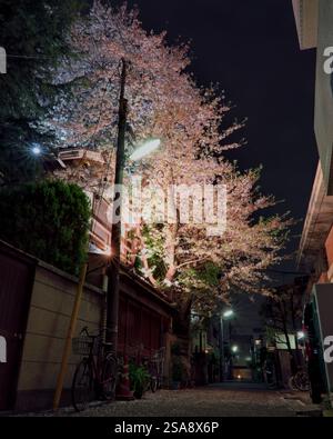Vista notturna di un grande albero di ciliegio in piena fioritura, illuminato dal basso e che si estende su una parte di una strada laterale nella parte ovest di Tokyo Foto Stock