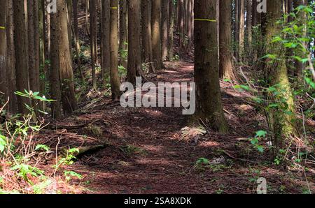 Vista in prima persona di un sentiero escursionistico vuoto in una foresta in una giornata di sole all'inizio dell'estate Foto Stock